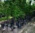 Llegan 300 árboles para su plantación en la zona del Rio