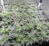 Allanaron una vivienda y encontraron 40 plantas de marihuana