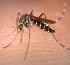 Un caso no autóctono de dengue en Arrecifes
